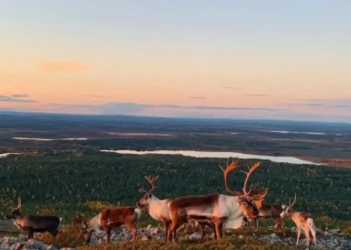 Aurora Gielas B5 Ski-in Ski-out, Mountain View By Aavalevi * Levi